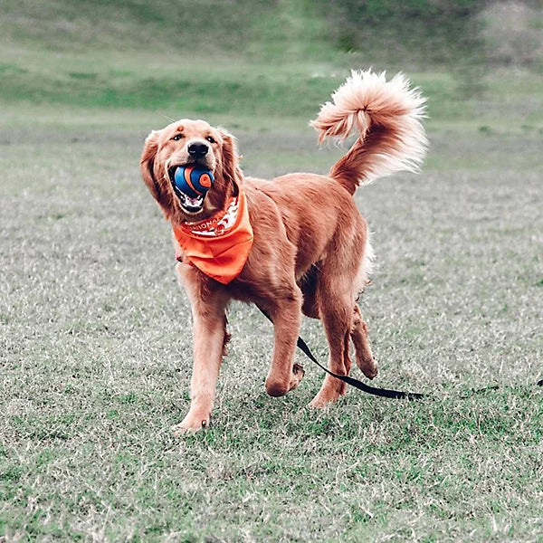 Chuckit! Ultra Squeaker ball L