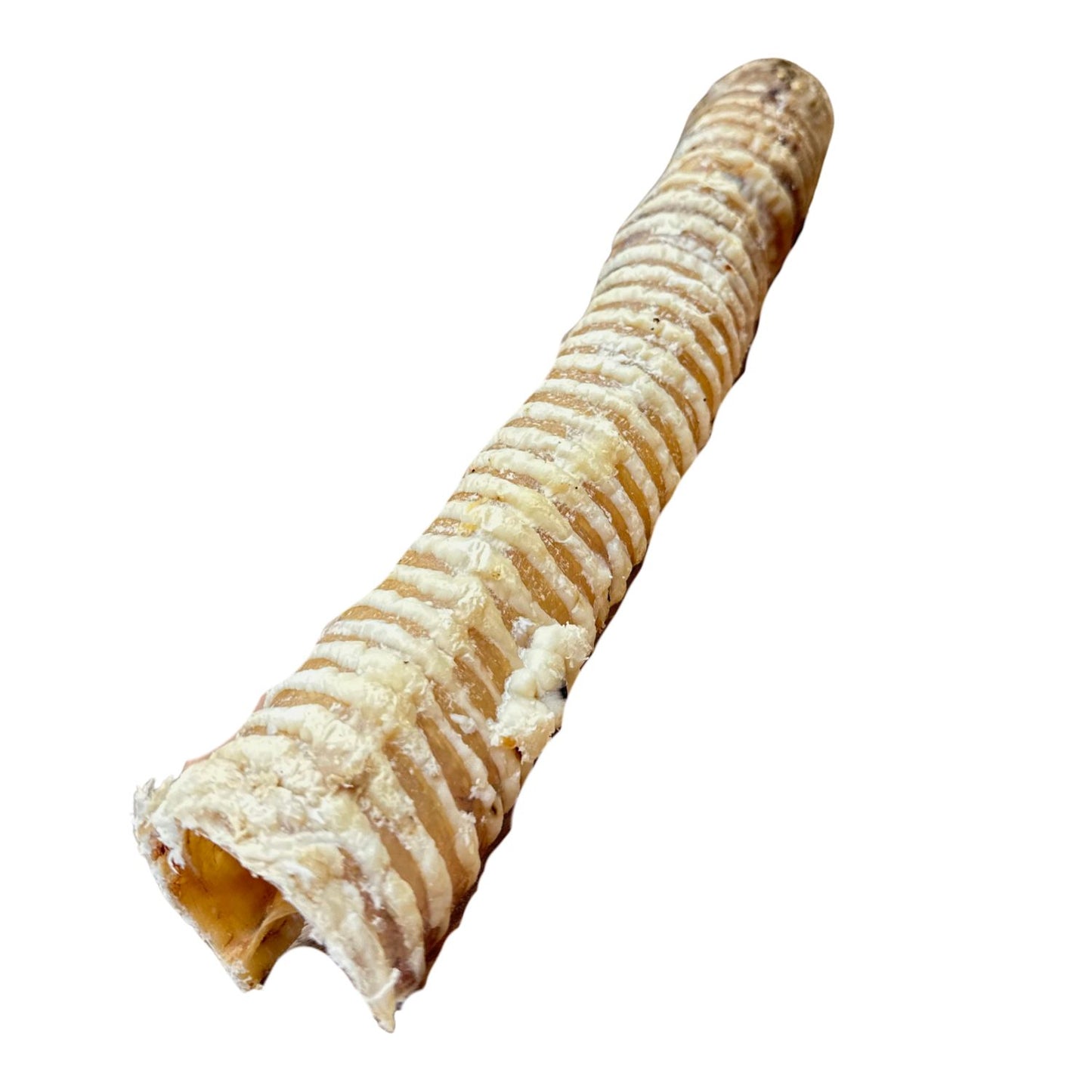 Tráquea de res 30cm