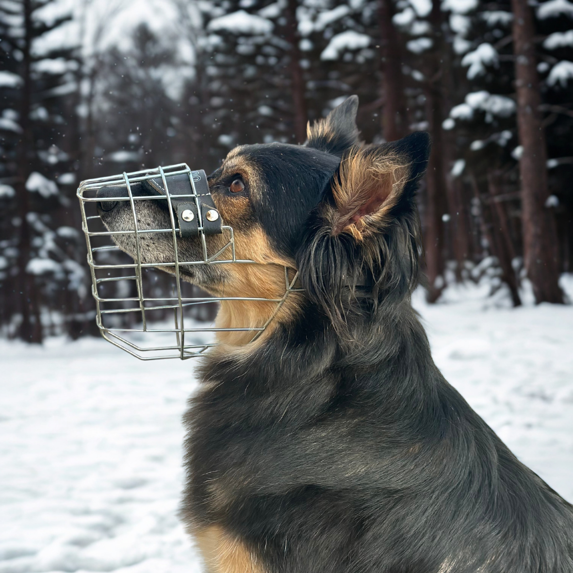 Consultation + Muzzle Package