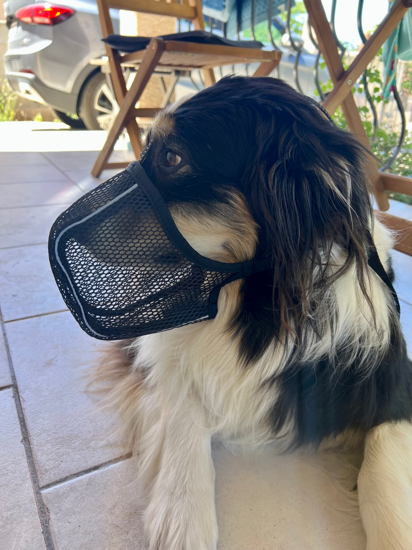 Muselière en maille respirante XL