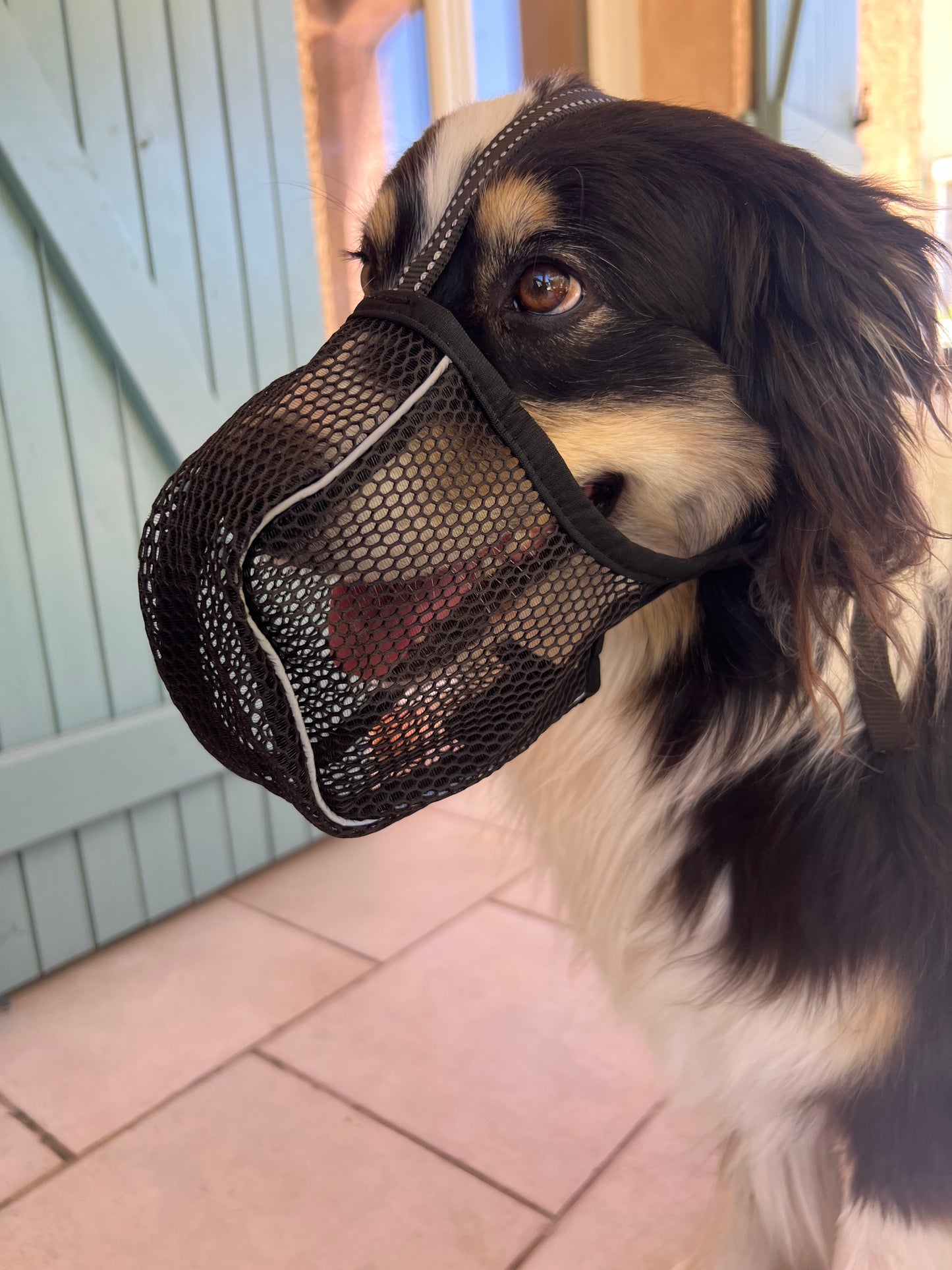 Muselière en maille respirante XL