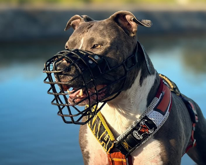 Consultation + Muzzle Package
